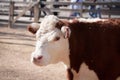 Polled Hereford Cow